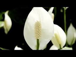 Peace lily-closeup