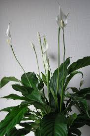 Peace lily-full flower