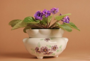 African Violet-Indoor Gardening the Organic Way-resized