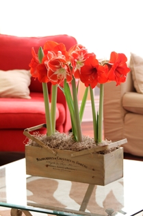 Amaryllis Vintage Wine Crate-1