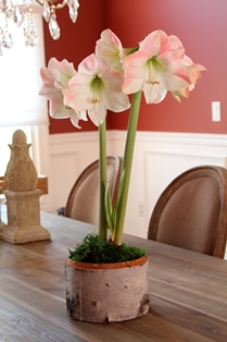 Amaryllis in Birch Container-1