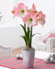 Amaryllis in Pot-1