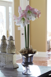 Amaryllis in Vase-1