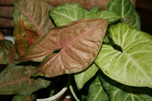 Arrowhead Plant Closeup-resized