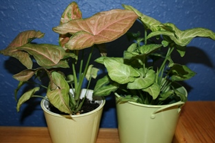 Arrowhead Plants-Red and Green-resized