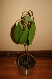 Avocado tree planted from pit growing in water-3