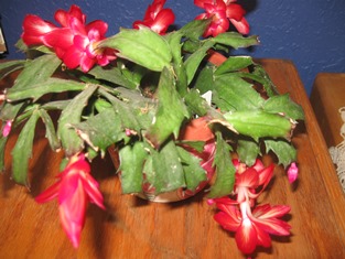 Christmas Cactus-1