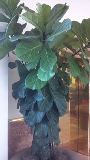 Fiddle-leaf fig Healthy Houseplants.com resized