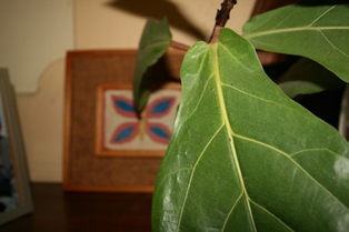 Fiddle-leaf fig leaf HealthyHouseplants.com-resized