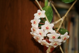 Hoya-Closeup-resized