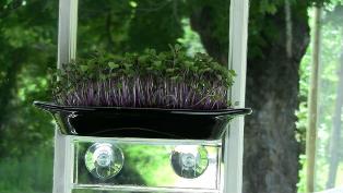 MIcrogreen container closeup-1