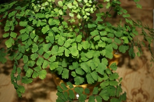 Maidenhair fern closeup-2A