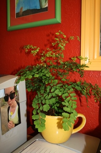 Maidenhair fern full view-2A