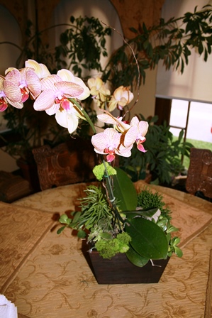 Moth orchid arrangement-resized-2