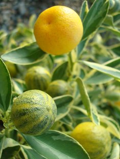 Varigated Calamondin