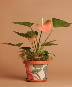 anthurium-resized