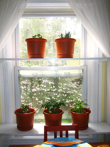 growing herbs indoors