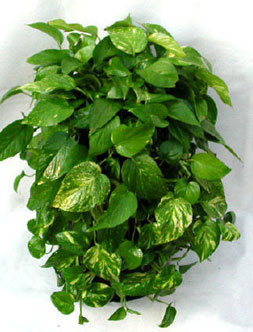 pothos-potm