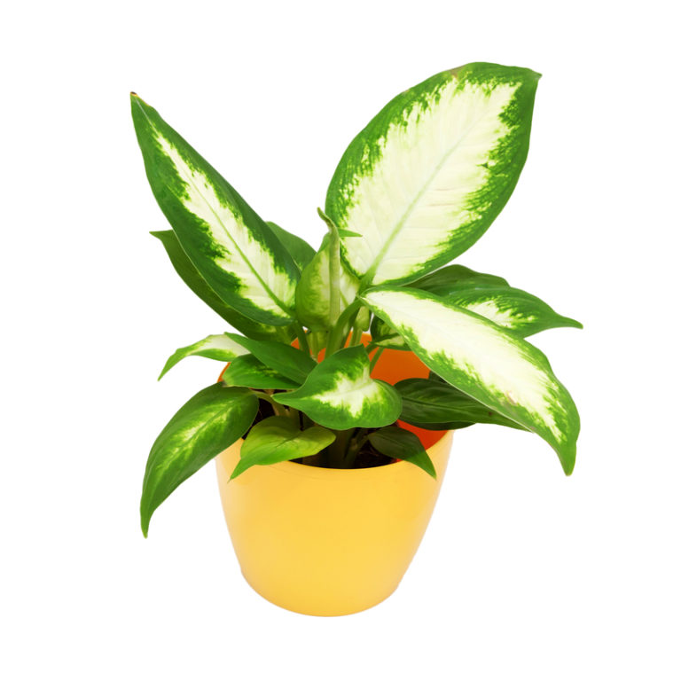 dumb-cane-healthy-houseplants