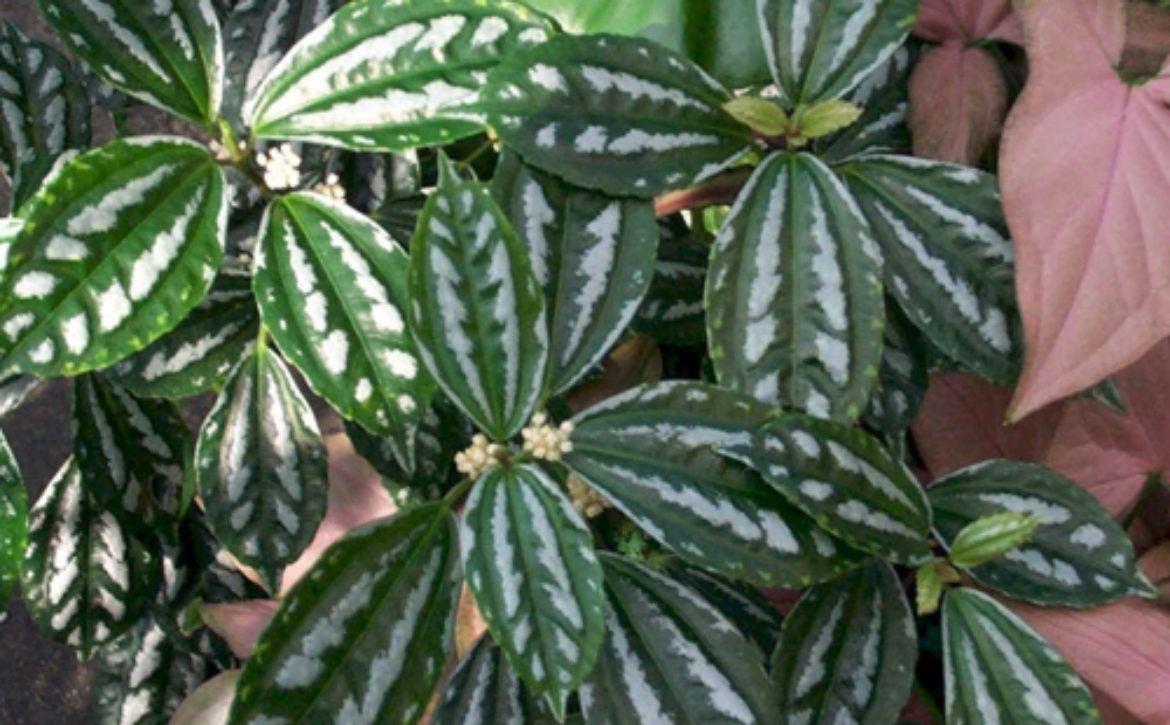 Indoor Houseplants - Healthy Houseplants