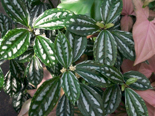 Aluminum Plant - Healthy Houseplants