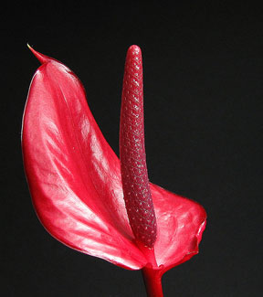 anthurium