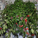 Add a Dab of Color with Lipstick Plant