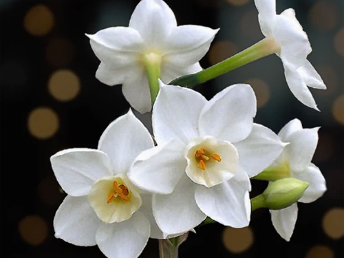 Forcing Paperwhite Narcissus to Brighten the Season