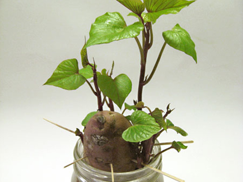 Grow Houseplants From Kitchen Scraps Healthy Houseplants   Grow 