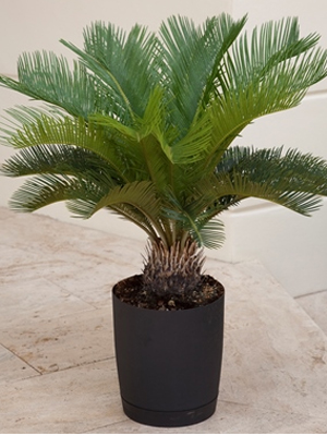 Sago Palm: Prehistoric Plant Adds Pizzazz to the Modern Home