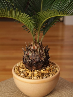 Sago Palm: Prehistoric Plant Adds Pizzazz to the Modern Home