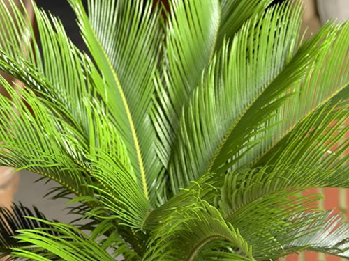 Sago Palm: Prehistoric Plant Adds Pizzazz to the Modern Home