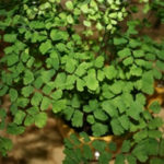 Maidenhair Fern: Delicate Beauty for Your Indoor Garden