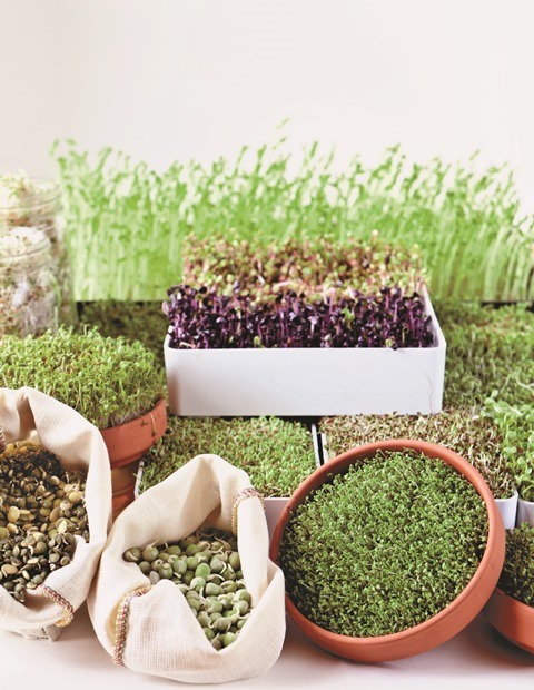 Grow Sprouts in Your Kitchen