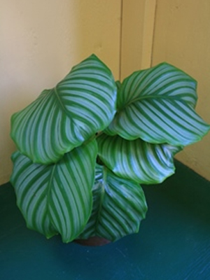 Calathea: Colorful Foliar Tapestry for Your Indoor Garden