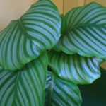 Calathea: Colorful Foliar Tapestry for Your Indoor Garden