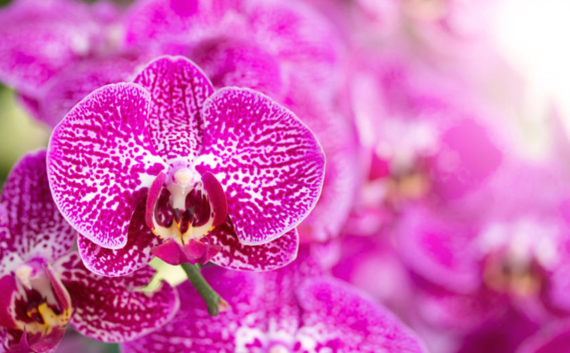 Pink phalaenopsis orchid flower