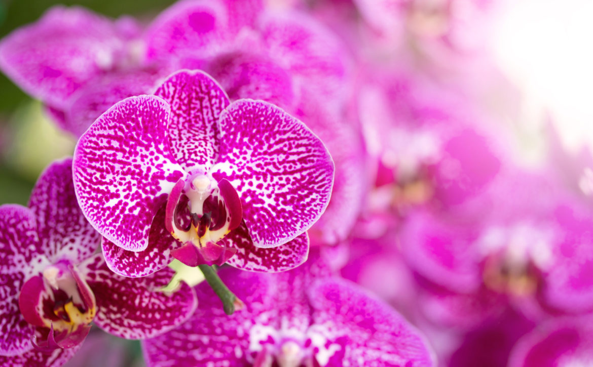 Pink phalaenopsis orchid flower