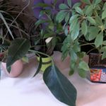 8 Reasons Why Houseplant Leaves Turn Yellow