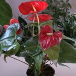 Anthurium Care: What to Know / Viewer Inspired