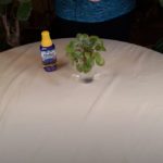 How to Fertilize Mini African Violets in Wicking Systems