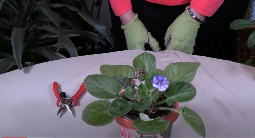 How to Prune out Old African Violet Flowers