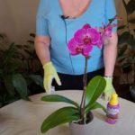 Phalaenopsis (Moth Orchid) Care: What to Know