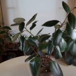 Rubber Tree (Ficus Elastica) Care: What to Know
