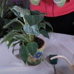 What Time of Day to Water Houseplants?