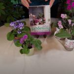 What is the Difference Between Repotting and Potting Up? / Viewer Inspired