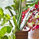 Healthy Houseplants in the Top 25 Houseplant Blogs!