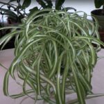 spider plant care