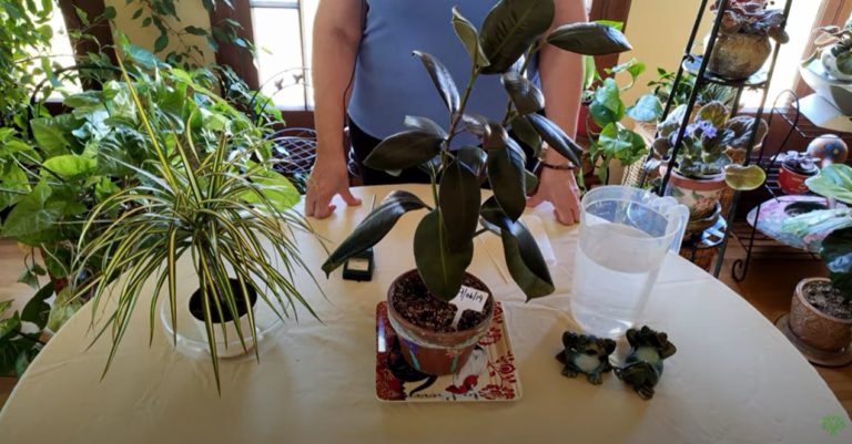 5 Easy Ways to Tell When to Water Houseplants