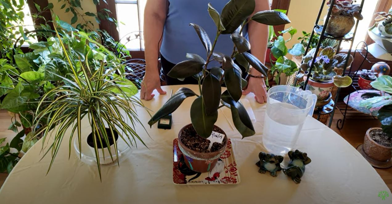 5-easy-ways-to-tell-when-to-water-houseplants-healthy-houseplants